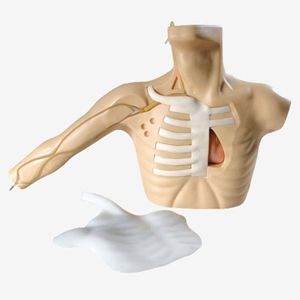 Peripheral Puncture and Central Vein Puncture and Cannula Model